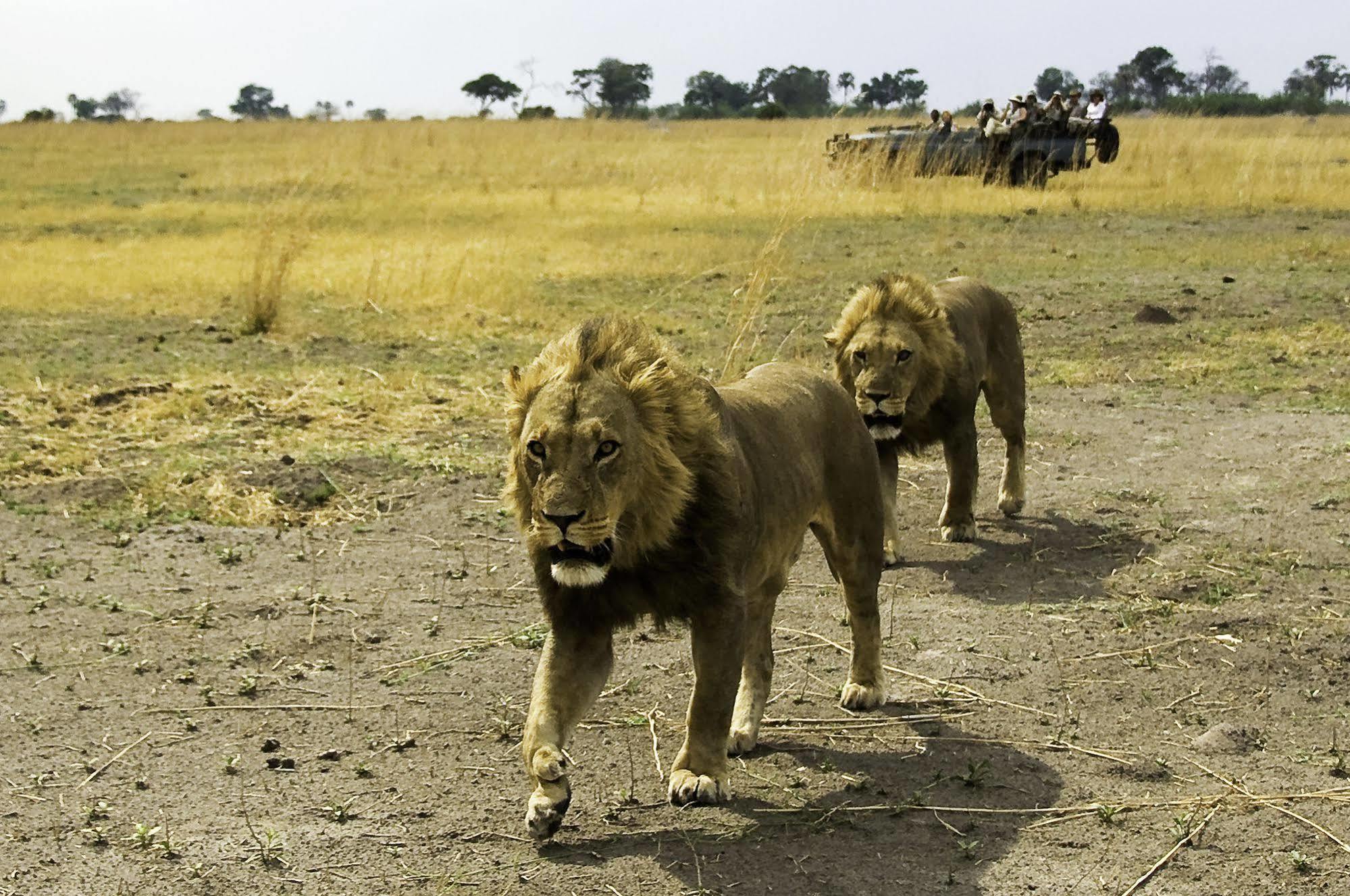 Selinda Camp Hotell Selinda Reserve Eksteriør bilde