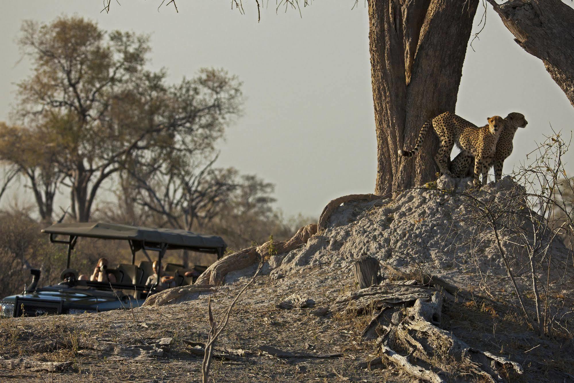 Selinda Camp Hotell Selinda Reserve Eksteriør bilde